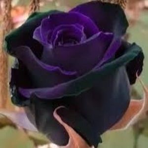 Meet your Posher, Audrey